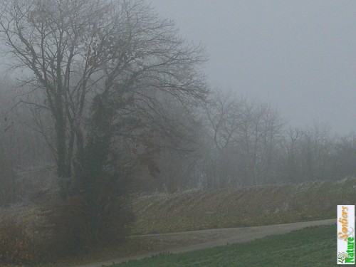 brouillard-curtin.jpg